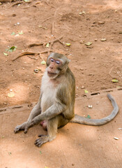 Fototapeta premium Feeding monkey at the temple Wat Trai Rattanaram