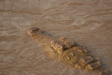 close up of a crocodile