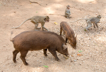 Feeding monkeys and pigs at the temple Wat Trai Rattanaram