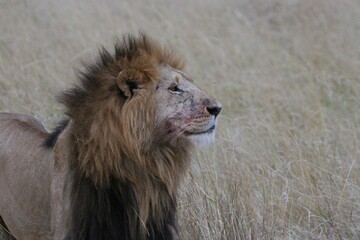 male lion in the savannah