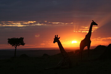 giraffe in sunset