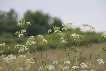 blooming, tiny white flowers in the field, wild plants, meadow