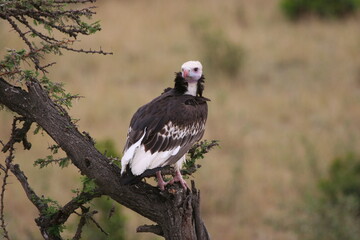 White headed vulture on a tree