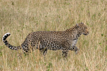 leopard walking in the grass