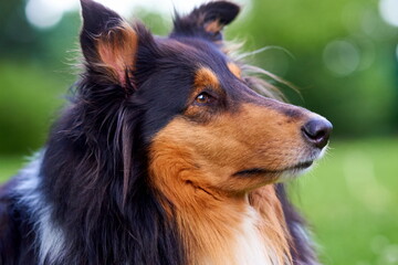 Amerikanischer Langhaar Collie Lassie