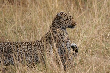 Alert leopard on the ground