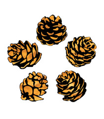 Pine cones illustration