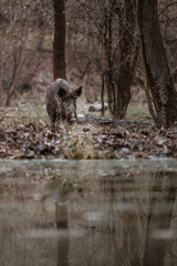 Wild pig