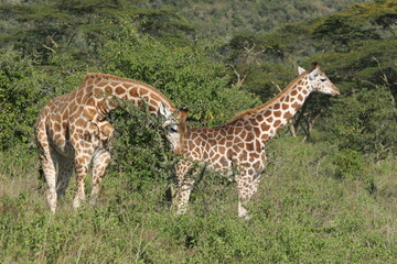 giraffe couple in the wild