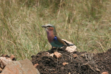 lilac breasted roller