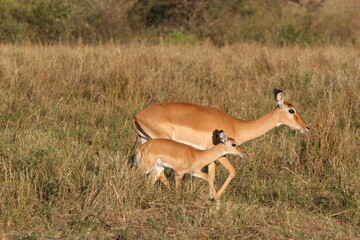 impala antelope in kruger national park