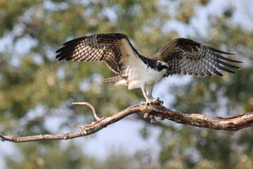 Osprey