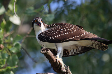 Osprey
