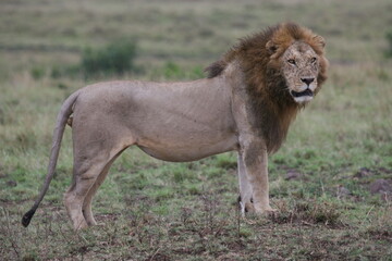 male lion profile