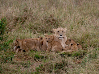 lioness and cubs