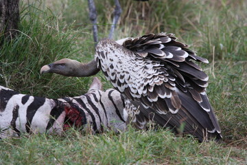 Obraz premium vulture eating a zebra
