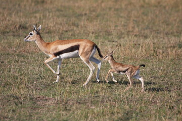 Thompson gazelle and her baby