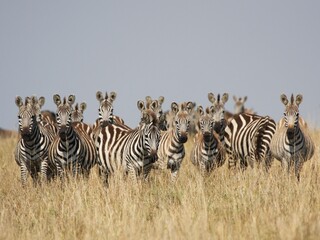 Fototapeta na wymiar worried zebras