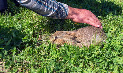 A man is petting a rabbit in garden