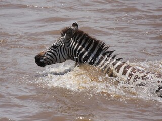 Fototapeta na wymiar zebra in water