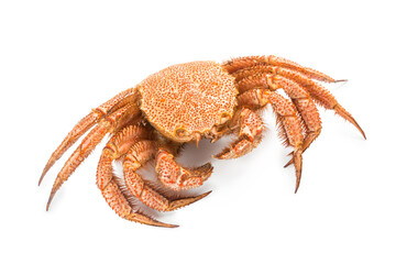 fresh cooked crab quadrangular hairy or red crab isolated on white background