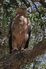 red tailed hawk