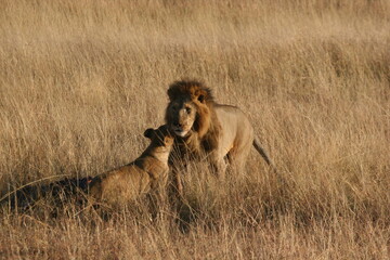 lion cub in the savannah
