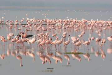 Fototapeta premium flamingos in the lake
