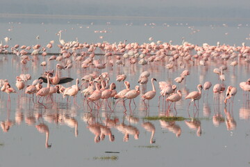 flamingos in the lake