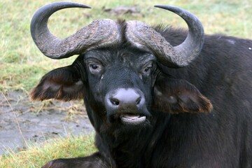 cape buffalo in the wild