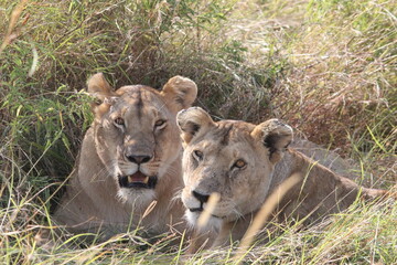 lion and lioness