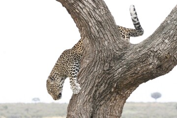leopard coming down a tree