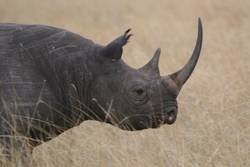 Fototapeta premium white rhino walking