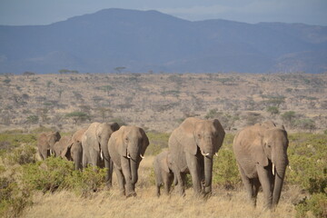 Line of elephants facing camera