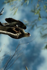 Carancho - Ave rapaz
