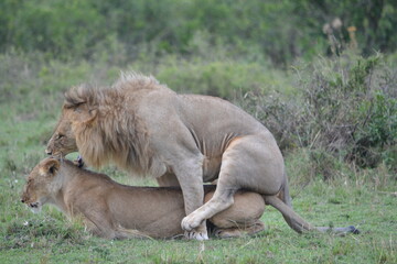  Lions in a mating pose