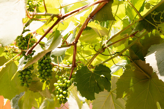 planta parra de uvas verde hojas fruta naturaleza ramas enredadera  exterior 