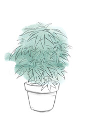 Pencil drawn cannabis bush in a pot on watercolour background.