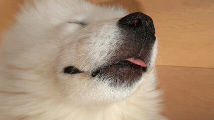 close up of a sleeping samoyed dog
