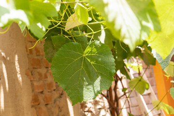 hojas parra de uva verde fondo pared ladrillo viejo enredadera ramas