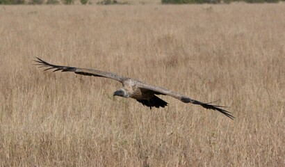  WHITE BACKED VULTURE