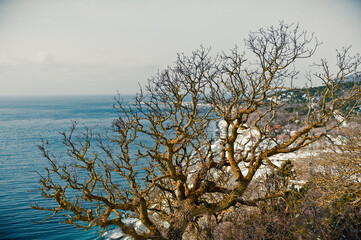 Landscape with pistachio tree