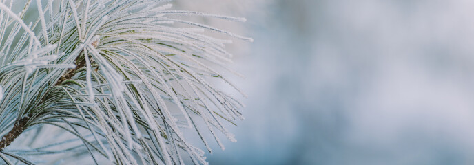 Winter panorama of pine branches with snow and frost on a light background for decorative design