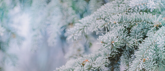 Winter panorama of fir branches with snow and frost on a light background for decorative design