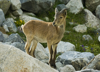 The West Caucasian tur