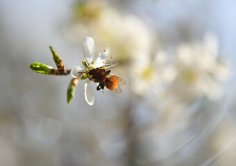 Bumblebee on white blossom in macro close-up. Beautiful springtime background with copy space.