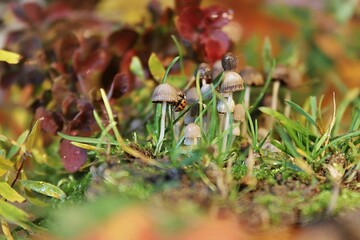 grzyby w lesie © Katarzyna