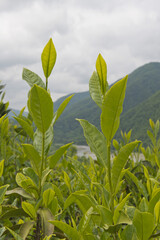 Tea on the plantation