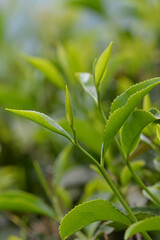 Tea plantations in the Krasnodar Krai