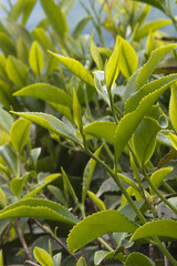 Tea plantations in the Krasnodar Krai
